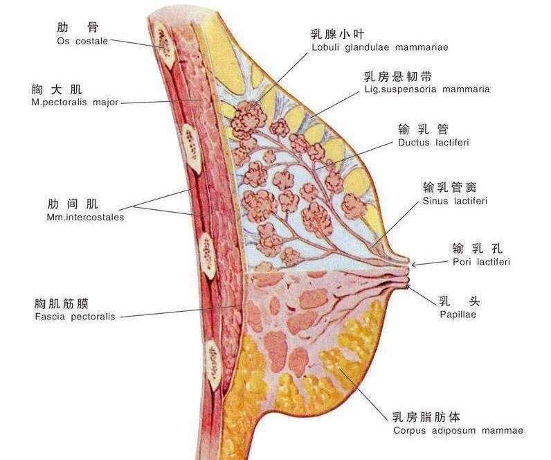 图注:乳房解剖模式图