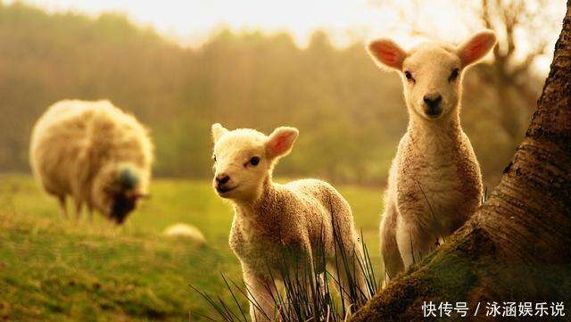 羊群中必定有一只领头羊 它是怎么来的 是天生还是人工培养的 楠木轩