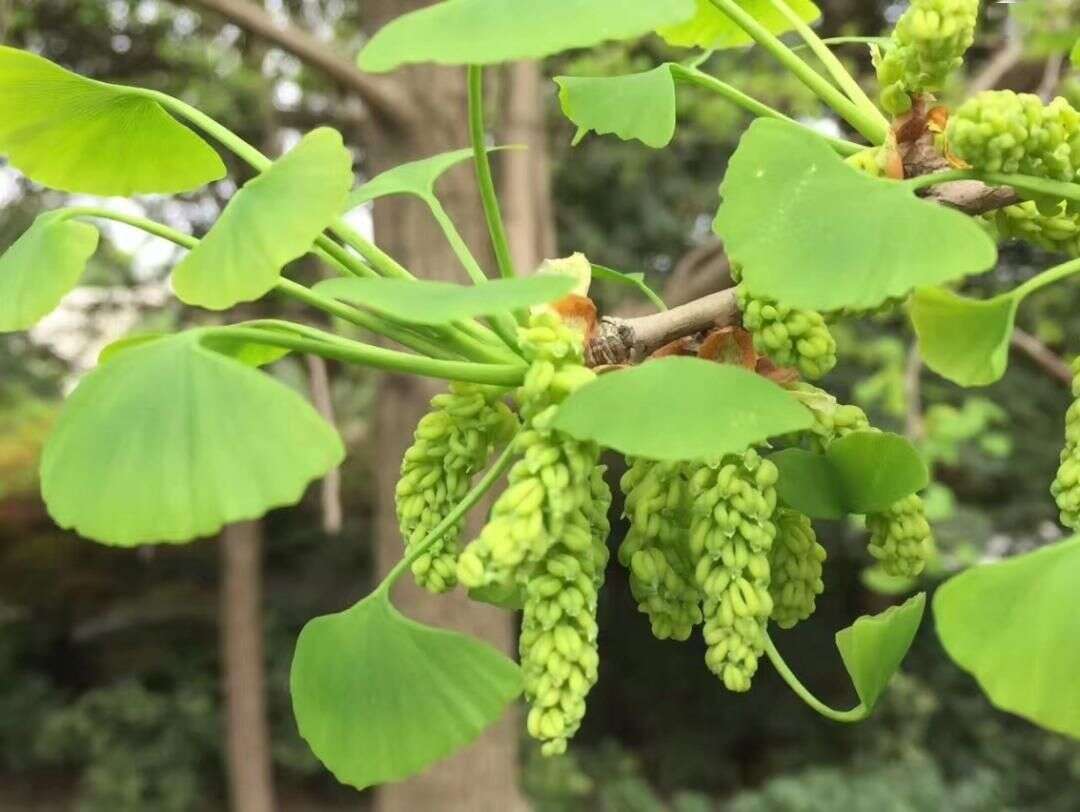 海物志 銀杏花開 楠木軒