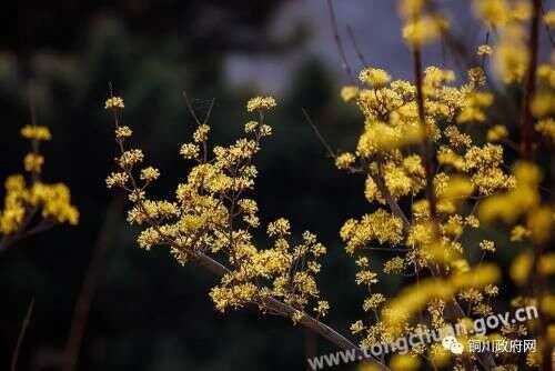 茱萸花开润春色 楠木轩