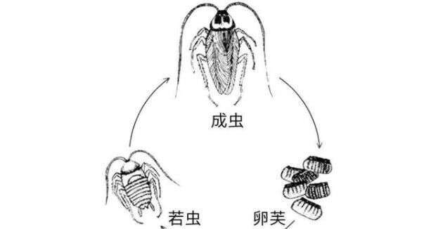 大米里凭空出现的甲虫 你吃的每碗饭都可能含有它们的虫卵 楠木轩