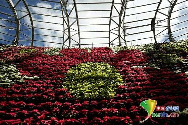 悉尼皇家植物园重新开放室内花墙吸引游客 楠木轩
