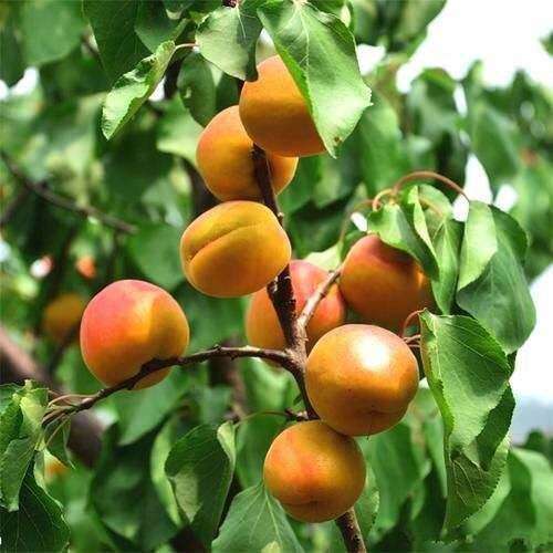 杏子美容护肤好看好吃 重视杏树花果期管理 优质杏子种出来 楠木轩