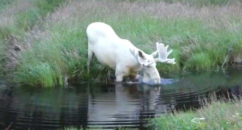 摄影师拍到罕见白色驼鹿渡水吃草 整个瑞典只有100只 楠木轩