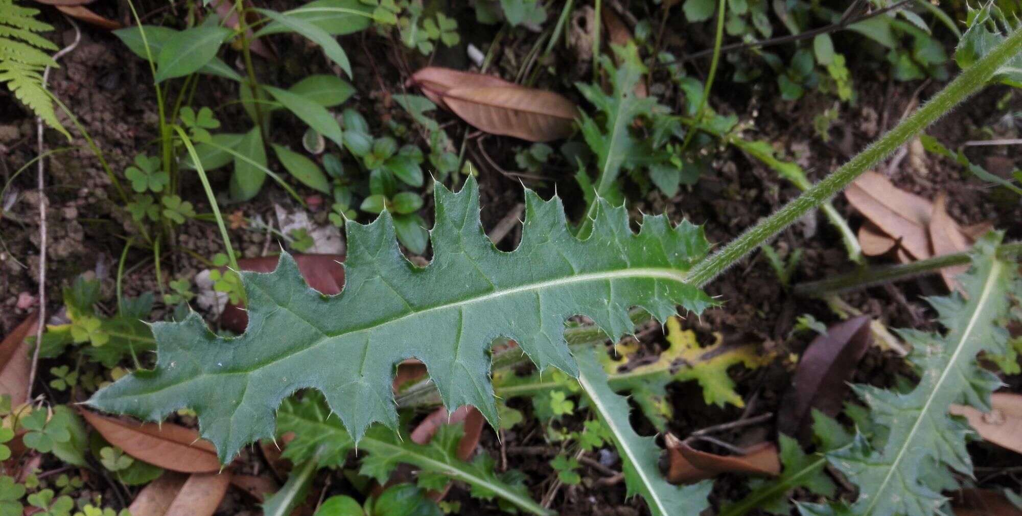 这种叶子长满刺的植物名叫大蓟 用处很多 看到好好利用 楠木轩
