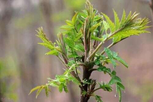 自带 毒素 的3种野菜 吃的时候要当心 想吃先学会这样处理 楠木轩