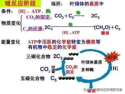 萬物生長靠太陽光 月亮的光照對植物有用嗎 楠木軒