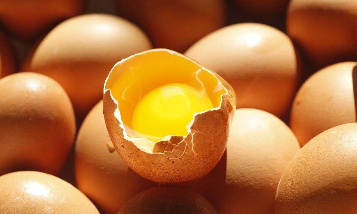 宁可吃一枚鸡蛋 也不吃六枚鹌鹑蛋 鸡蛋好还是鹌鹑蛋好 楠木轩