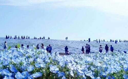 日本最漂亮的花园 一年四季花开不败 景色绝美如仙境 楠木轩