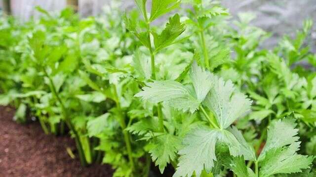 西洋芹栽培技術 掌握高產栽培技術 管理輕鬆產量高 楠木軒