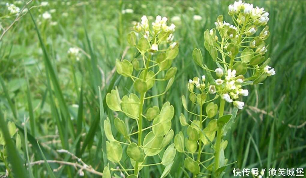 农村路边的此野草 人称 瓜子草 价值珍贵不多见 见到请珍惜 楠木轩