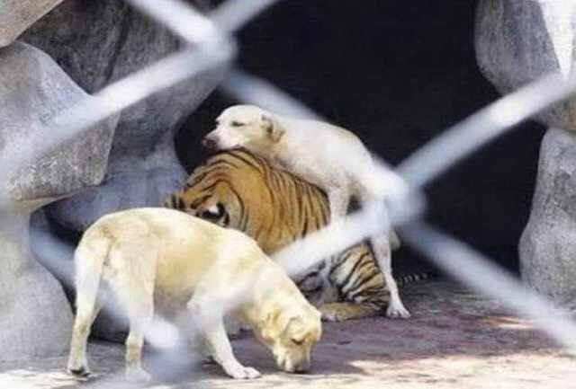 真正的虎落平阳被犬欺 隔壁的狮子家都震惊了 老虎的脸面都让这货丢光了 楠木轩