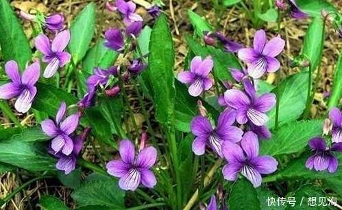 乡路上一种开紫色小花的植物 本以为是野草 现发觉是一味好药材 楠木轩