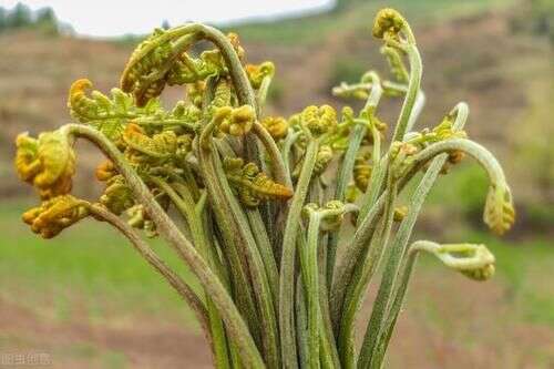 自带 毒素 的3种野菜 吃的时候要当心 想吃先学会这样处理 楠木轩