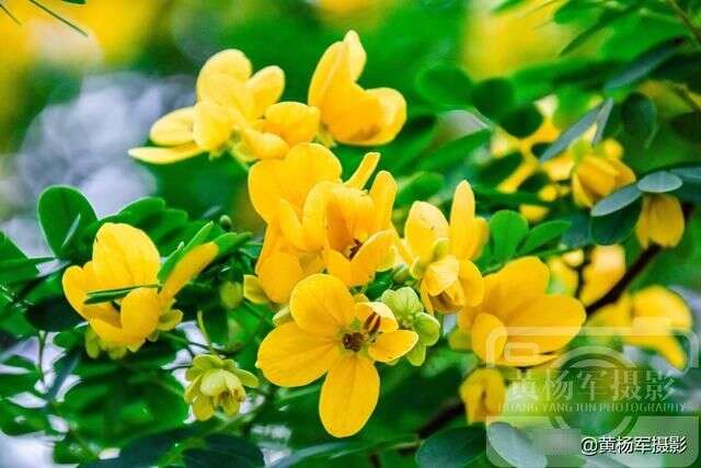 绿叶中盛开的黄槐花 夏日娇美熟悉的花朵 楠木轩