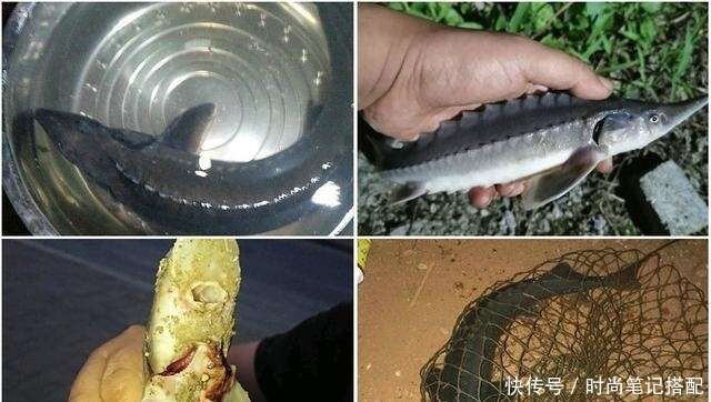 洪水中大量的鱘魚靠岸 很多地方都有人釣獲 這是中華鱘嗎 楠木軒