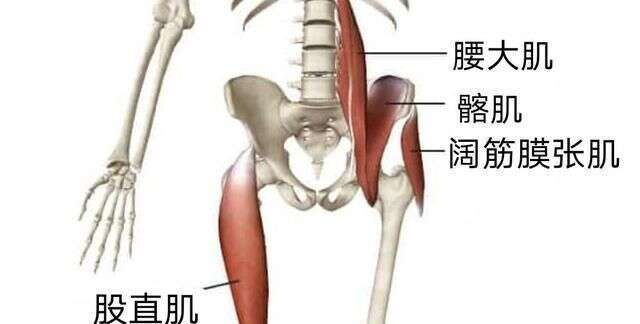 翘屁股 我们真的需要它吗骨盆前倾危害大 9个动作纠正它 楠木轩