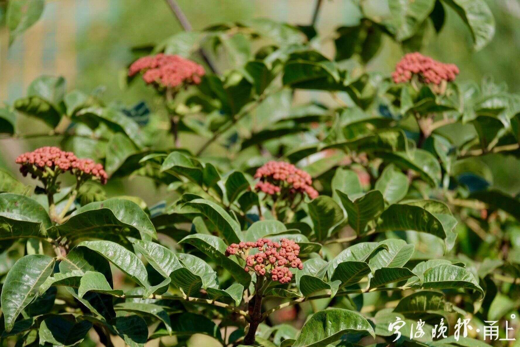 遍插茱萸少一人 茱萸长什么样你见过吗 楠木轩