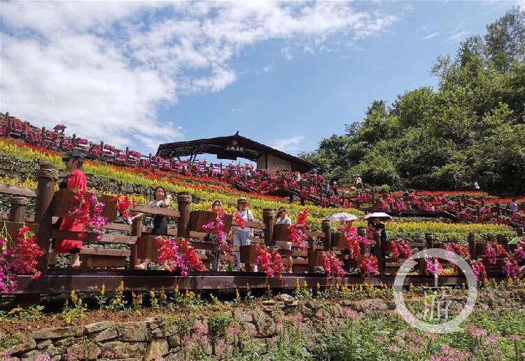 登山賞花 吃農家菜 走進奉節三峽原鄉感受田園風光 楠木軒