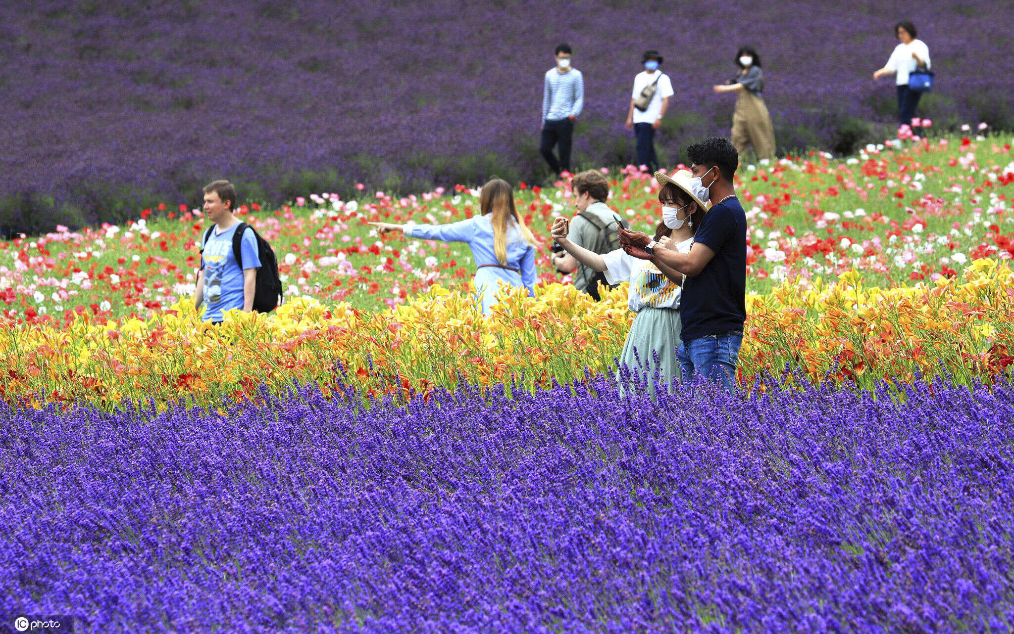 美如画卷 日本北海道薰衣草花海盛开绽放 楠木轩