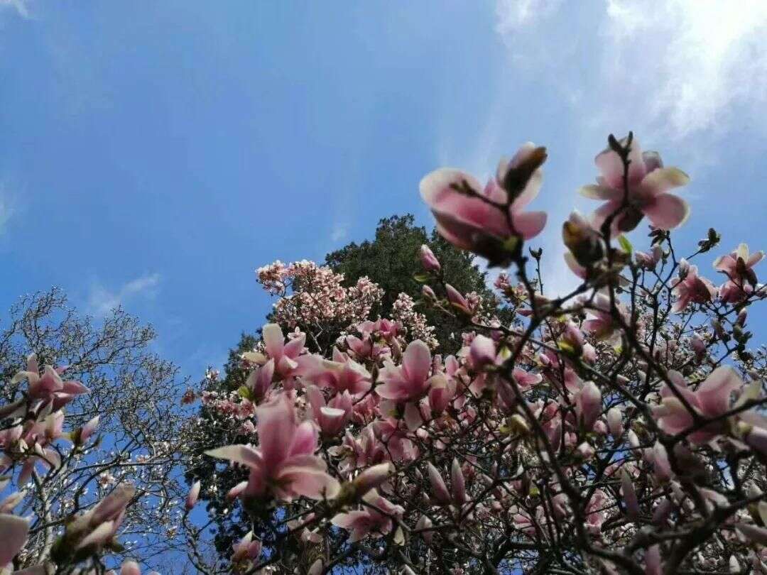 潭柘拾遗 潭柘寺的 二乔玉兰 绽放芳华 楠木轩