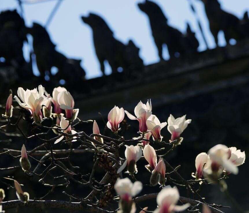 潭柘拾遗 潭柘寺的 二乔玉兰 绽放芳华 楠木轩