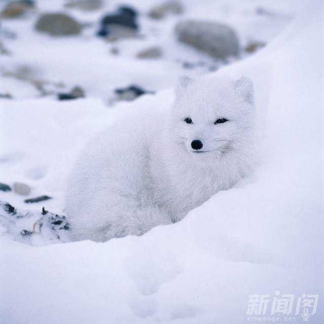 鬣狗是犬科 北极狐是狐狸 鬃狼是狼吗 统统不是 楠木轩