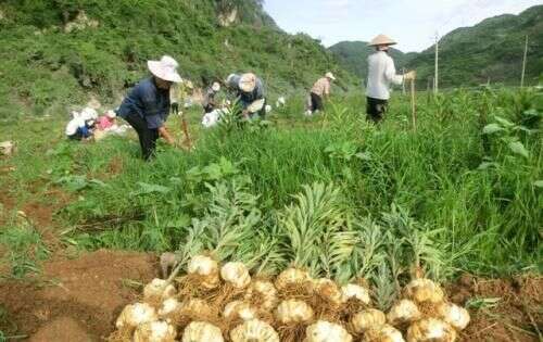 食用百合無公害高產栽培技術 掌握田間管理措施 提升百合的產量 楠木軒