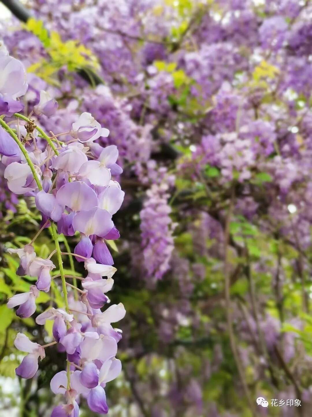 横县宋家庄的紫藤花开 浪漫梦幻 楠木轩