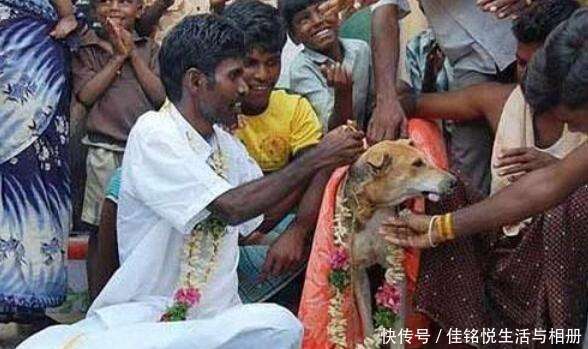 女孩与狗结婚 男人娶牛为老婆 为什么印度人钟情于和动物结婚 楠木轩