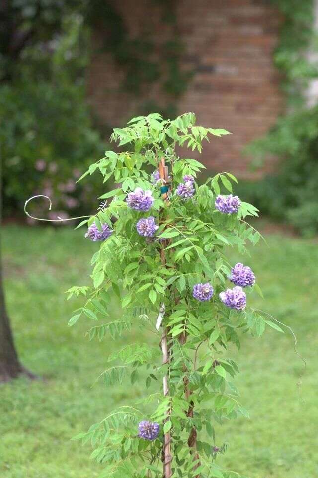 紫藤花养几年不开花 就是买错品种了 夏季和冬季修剪可促进开花 楠木轩