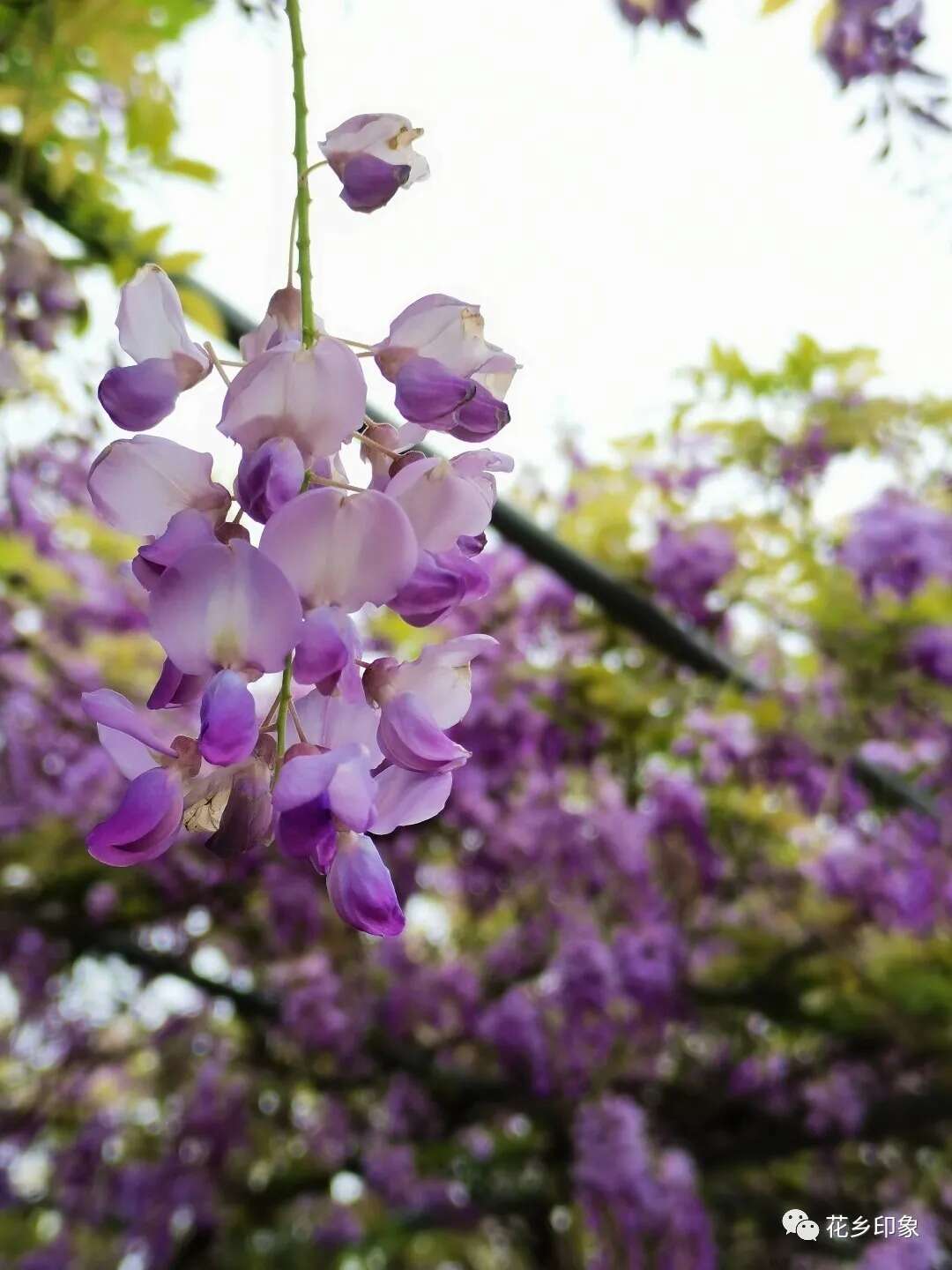 横县宋家庄的紫藤花开 浪漫梦幻 楠木轩