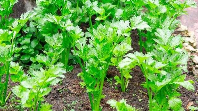 西洋芹栽培技術 掌握高產栽培技術 管理輕鬆產量高 楠木軒