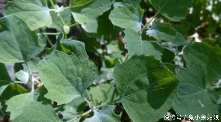 3个野菜1个瓜 农村人最爱的植物 想吃只能自己挖 楠木轩