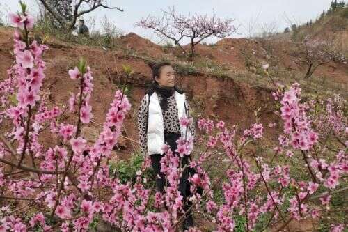 成都 神仙 赏花地 满山桃花开 树荫下吃鸡 楠木轩