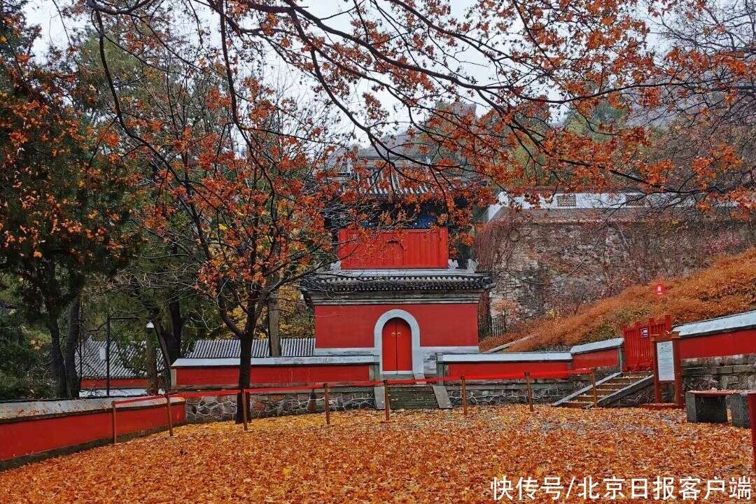 首場冬雨打落紅葉 為香山鋪上深秋地毯 楠木軒