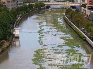 蘇州河大量水葫蘆 似乎是從上游漂下