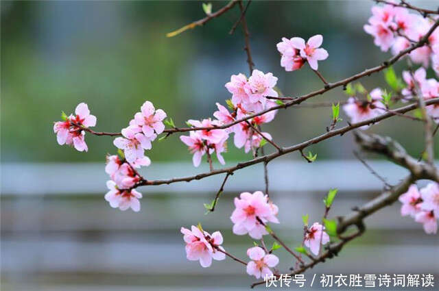 赏读杜甫的落花之美 江上人家桃树枝 春寒细雨出疏篱 楠木轩