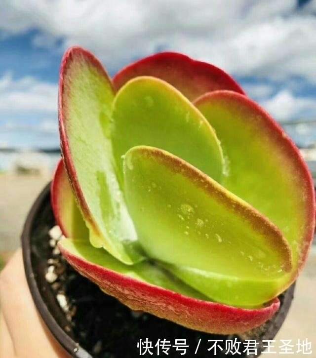 多肉植物唐印夏季怎么养注意3点 叶片舒展根系多 繁殖要赶紧 楠木轩