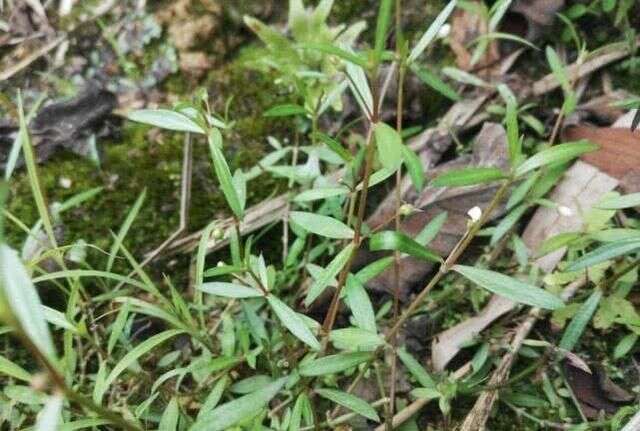 田埂上的白花小草 蛇见到就怕 人称 蛇总管 如今元一斤 楠木轩