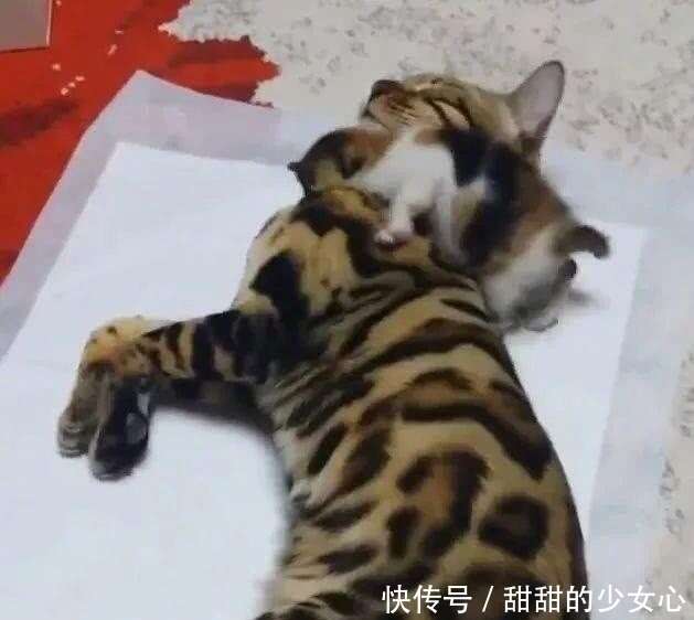 一万块买的豹猫 不小心被土猫给办了 结果生出来的宝宝长这样 楠木轩