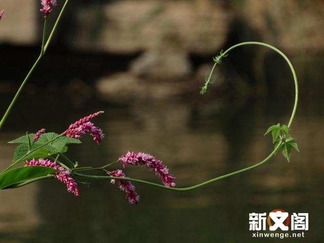 朱櫻橋畔風景如畫 洛河之濱秋花正豔 秋天的洛浦公園最美 楠木軒