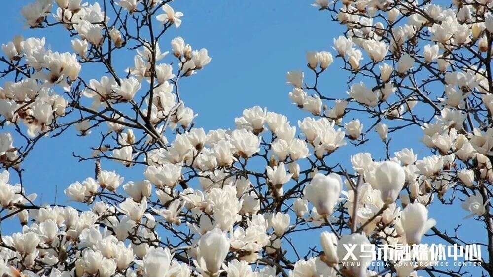 美炸 义乌早春 花仙子 来了 花期很短 赶紧约 楠木轩