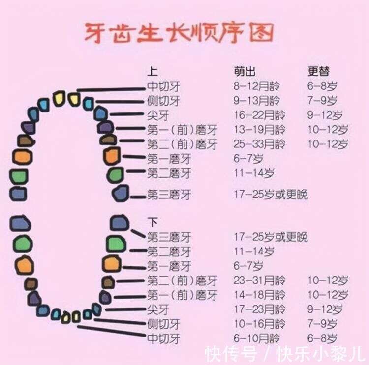 孩子几个月长牙算正常 0 3岁宝宝出牙顺序图 你家娃长对了吗 楠木轩