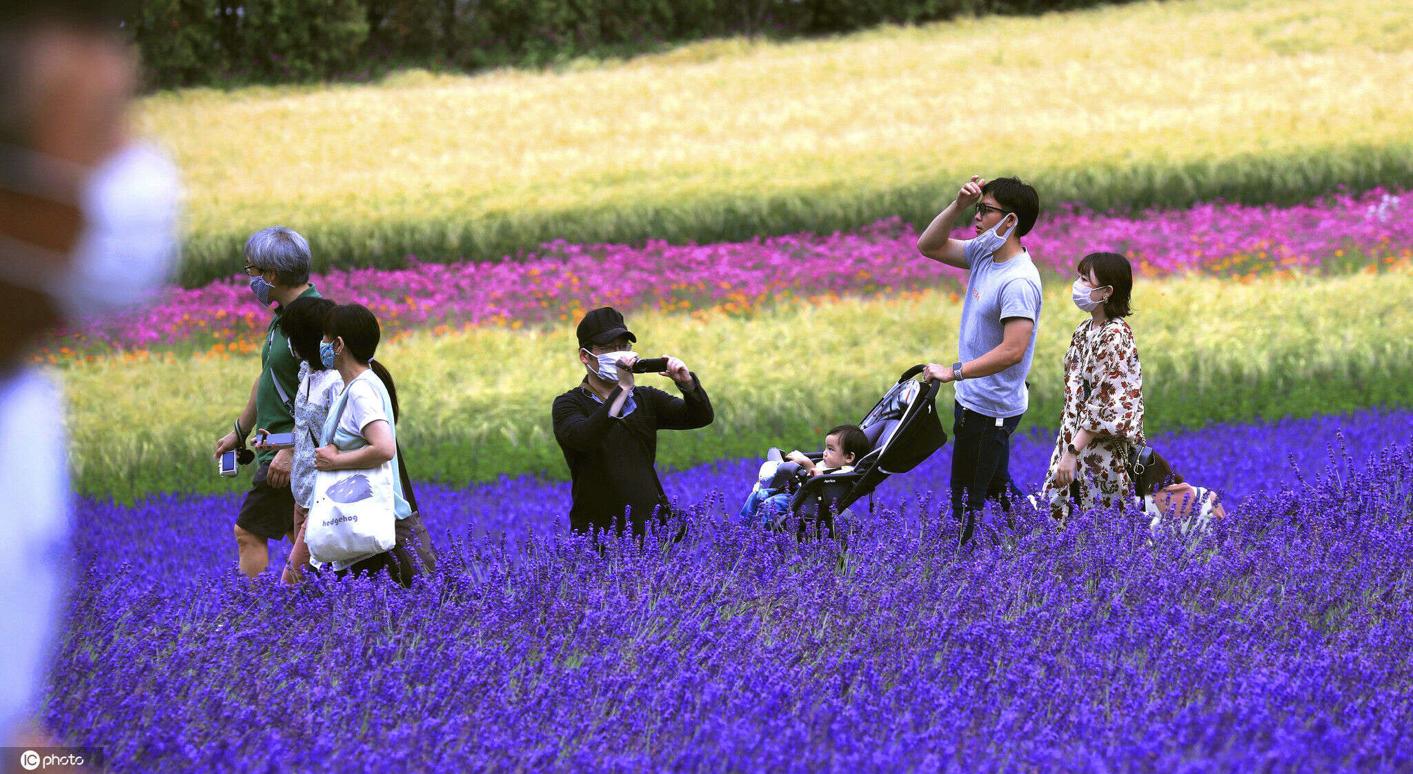 美如画卷 日本北海道薰衣草花海盛开绽放 楠木轩