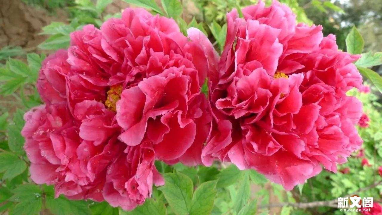 中国牡丹力压美国玫瑰 成为最美国花 楠木轩