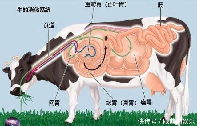 牛隻吃草 為啥長出一身肌肉 其中蛋白質從哪裡得來 楠木軒