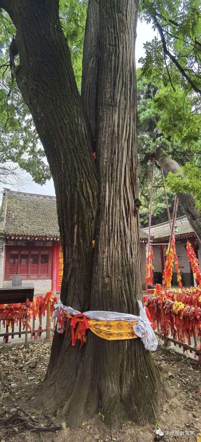 華州少華山景區三棵神奇的大樹 楠木軒