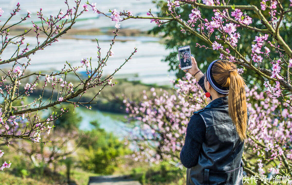 重庆最美的桃花观赏地 潼南半坡山桃树已花开成海 真的太美啦 楠木轩