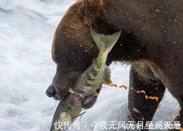 从未见过的动物捕食瞬间 残酷与野性 神奇与绝妙共存 大开眼界 楠木轩